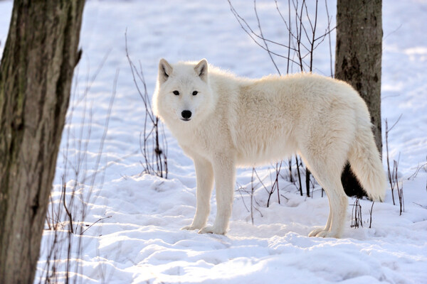 雪地里的白色狼图片