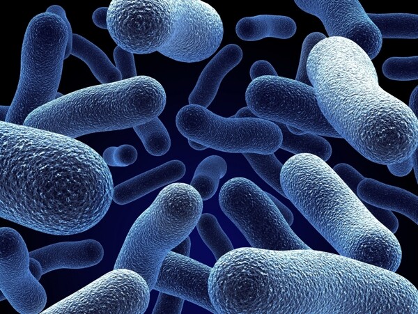 蓝色细菌
