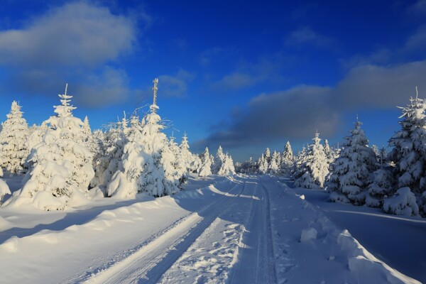 唯美冬季积雪风景图片