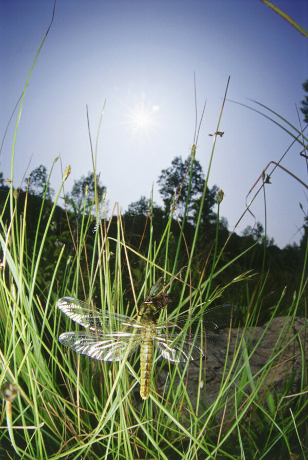 草丛中的小蜻蜓图片