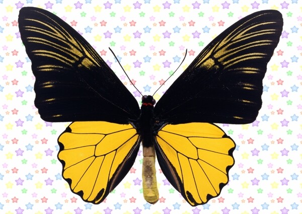 黑前翅黄色小尾翅蝴蝶图片