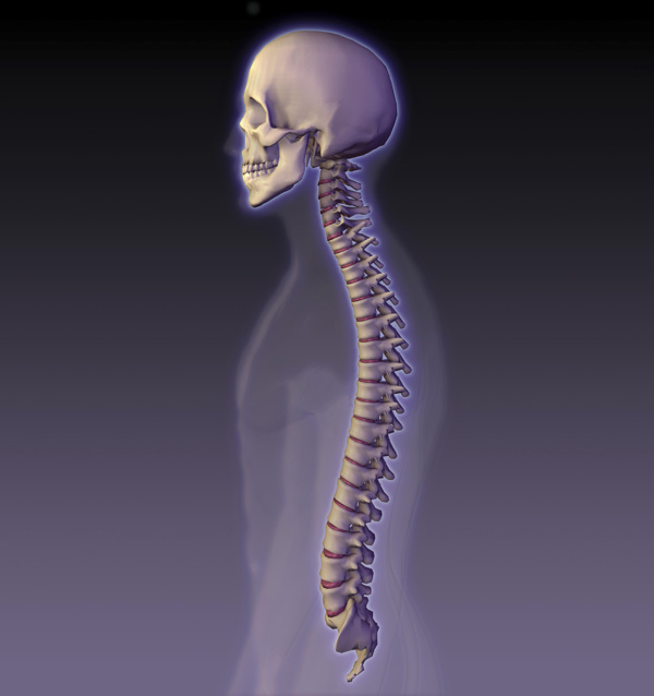 头骨脊椎图片
