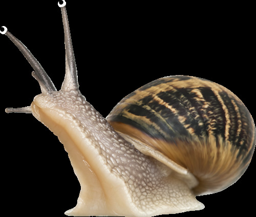 抬头爬行的蜗牛免抠png透明图层素材