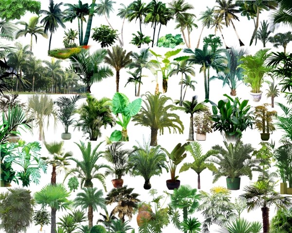 棕树椰树素材图片