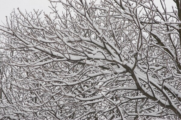 树枝上的白雪图片