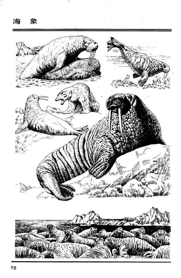 画兽谱海象图片