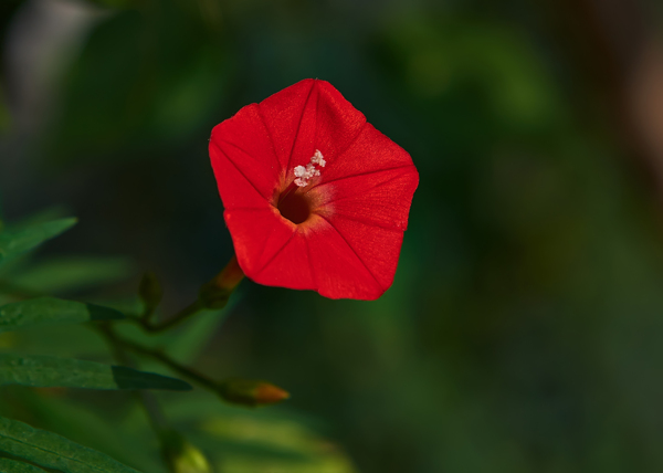 艳丽游龙草