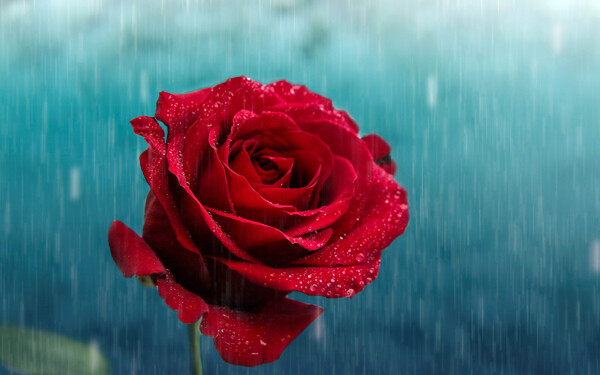 水滴红玫瑰花图片