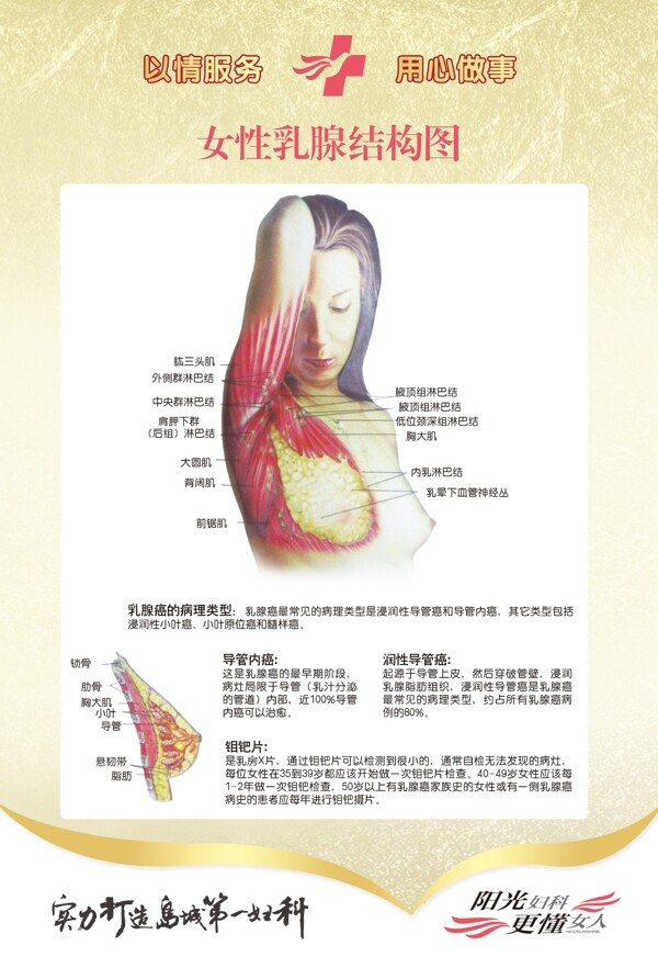 乳腺结构图图片