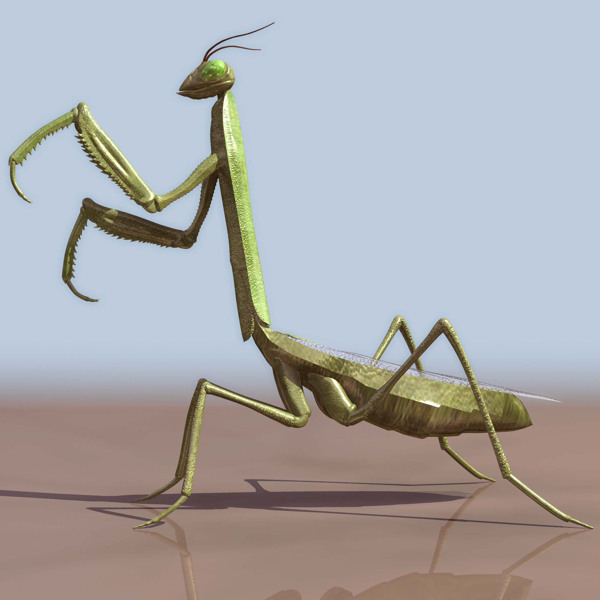 mantis螳螂