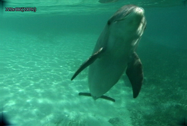 海中自由海豚