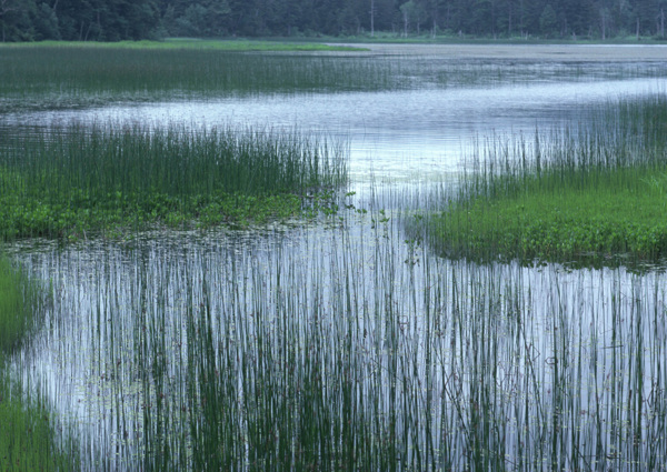 树植物水风景