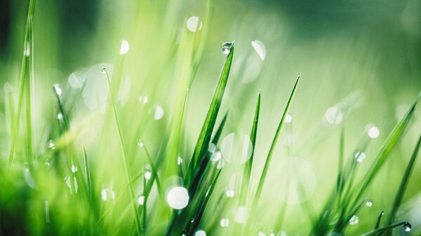 绿色草地水滴