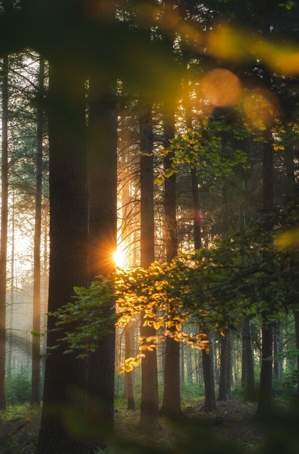 黎明的森林