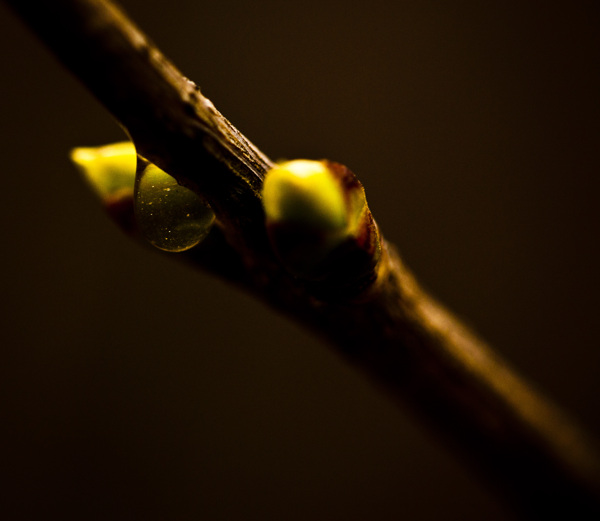 丁香花花苞图片