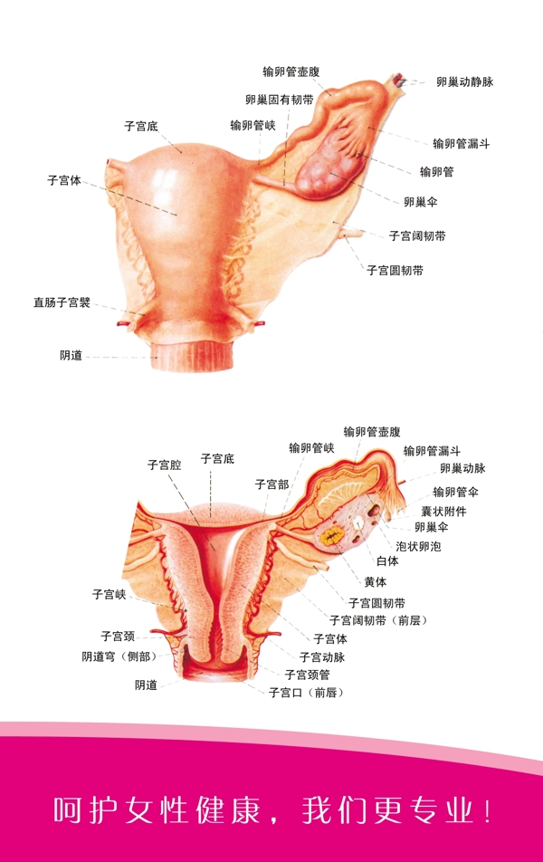 子宫解剖图分层不精细图片