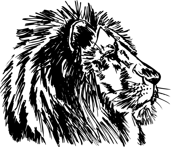 一个大的雄性非洲狮插画矢量图