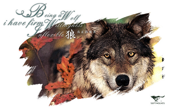 七匹狼狼头海报图片