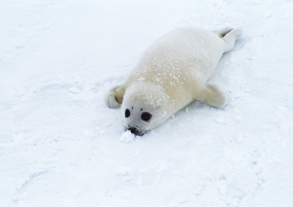 雪地上的海豹