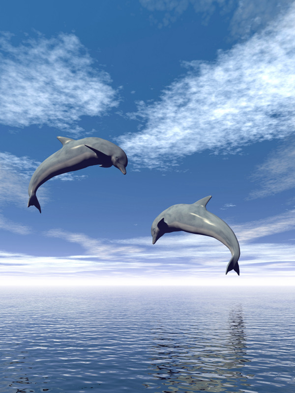 大海上海豚风景图片