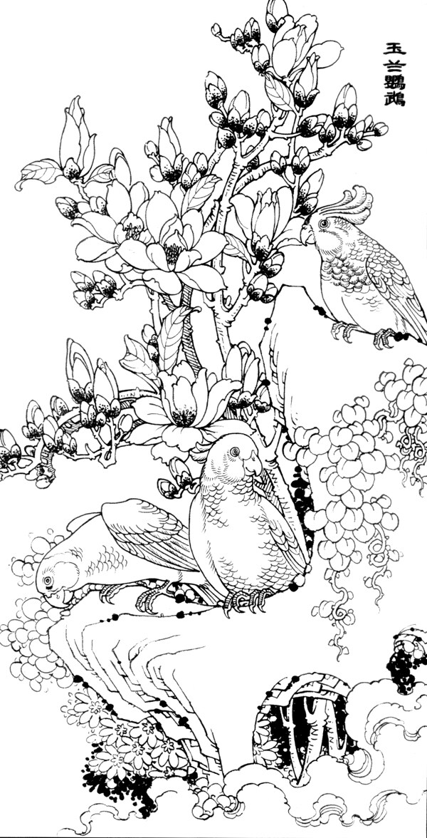 玉兰鹦鹉图片