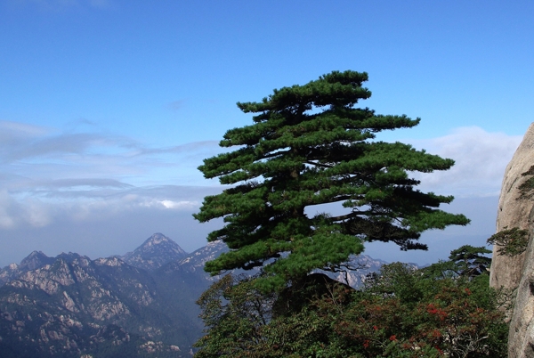 黄山松图片