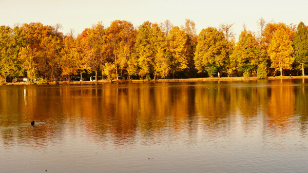 河边美丽的黄色树木图片