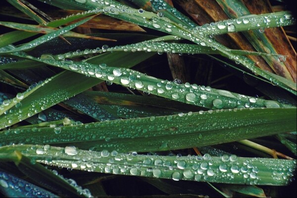 滴水水滴水珠晶莹剔透透明纹理肌理涟漪波纹水波荡漾广告素材大辞典