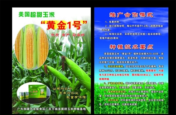 玉米宣传页图片
