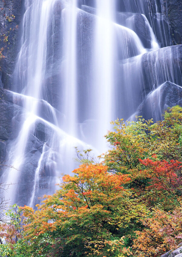 树植物水风景