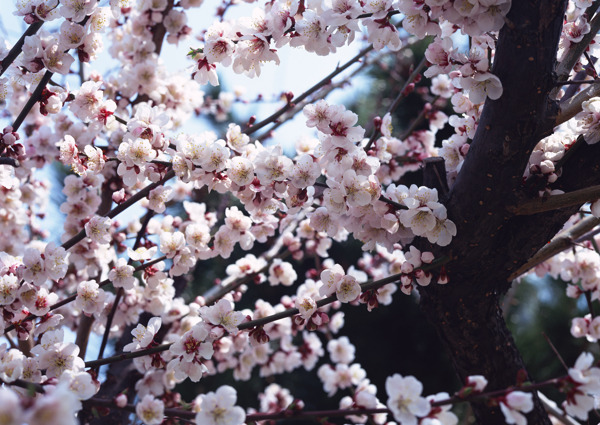 果树花朵