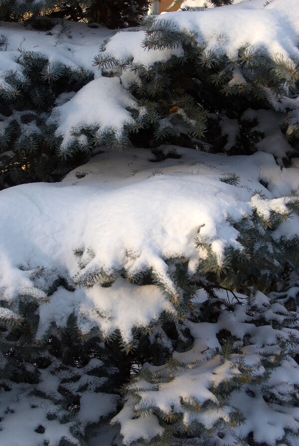 树上的白雪