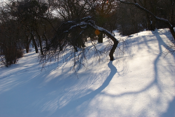 冬季雪景图片