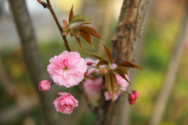 春意桃花