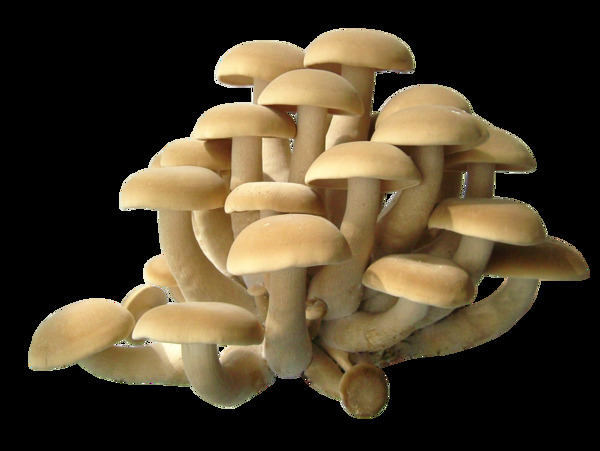 金针菇蘑菇平菇瓶装