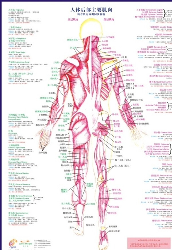 人体后部主要肌肉图片