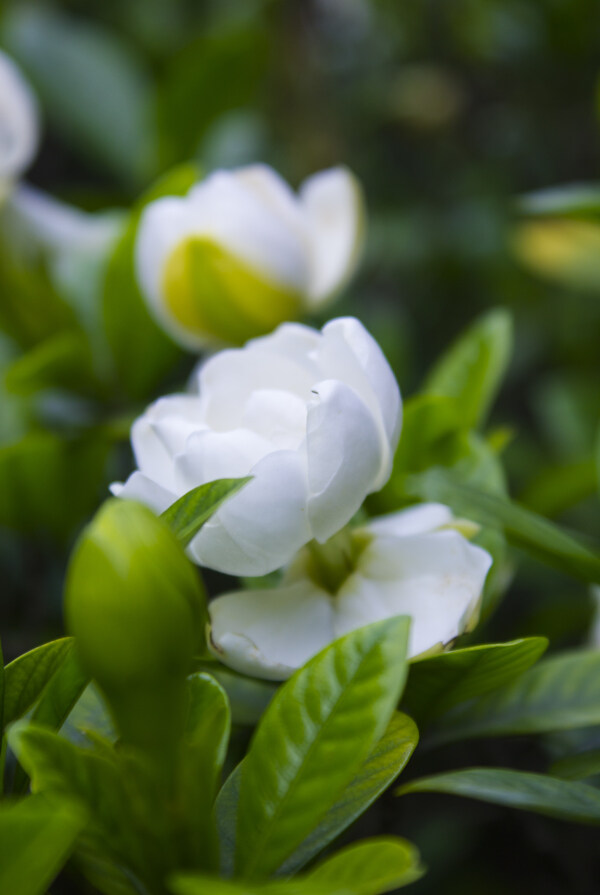 绿叶陪衬的洁白花瓣花蕾