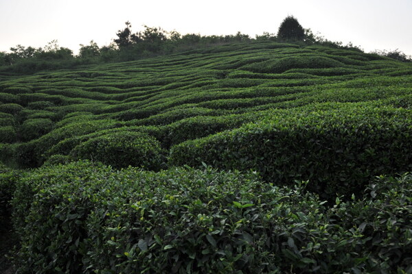 茶山图片