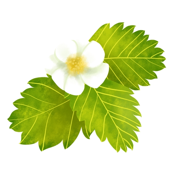 白色植物花朵元素