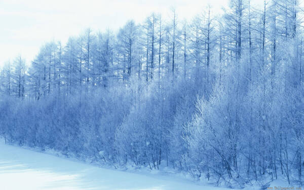 冰天雪地里的枯树枝