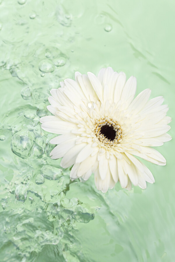 白色菊花与水珠图片
