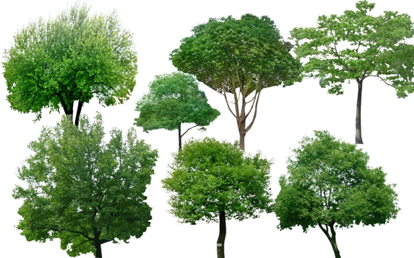 园林绿化植物樟树PSD素材