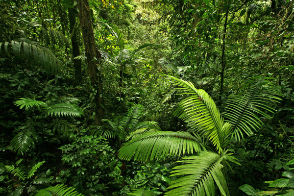 热带雨林植物风景