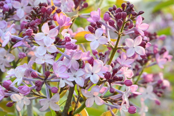 丁香花