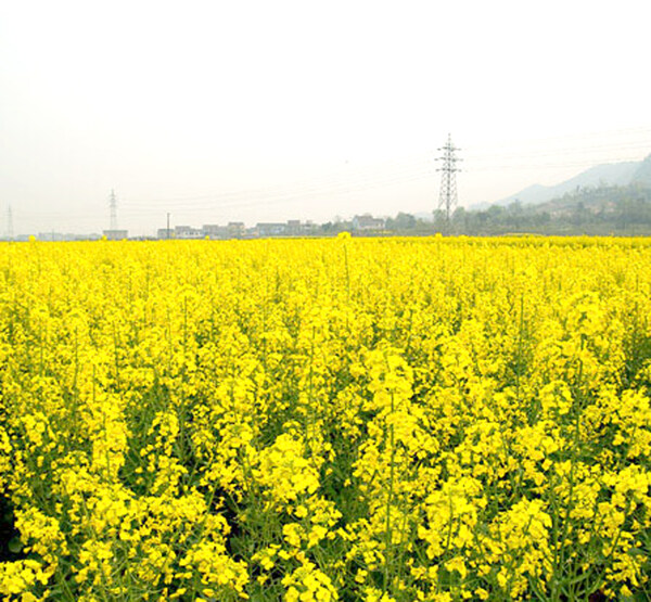 四月油菜花