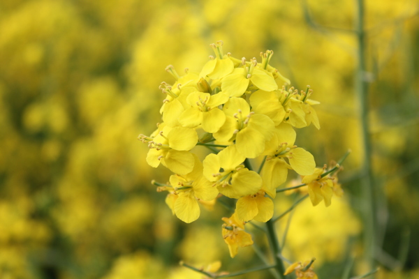 油菜花