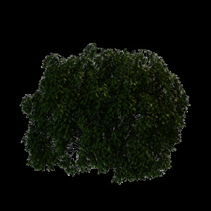 3D灌木模型
