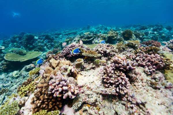 海底珊瑚摄影
