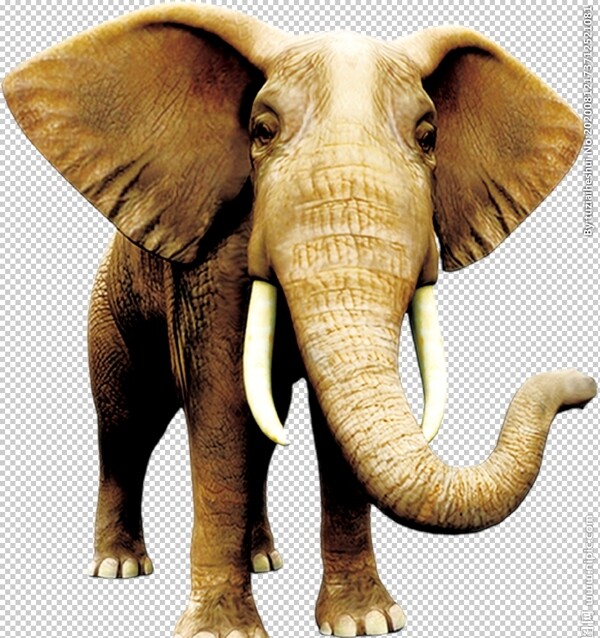 大象自然生态动物合成海报素材