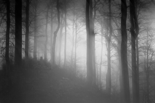 白雾笼罩的森林风景图片